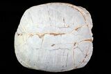 Inflated, Fossil Tortoise (Stylemys) - South Dakota #77801-2